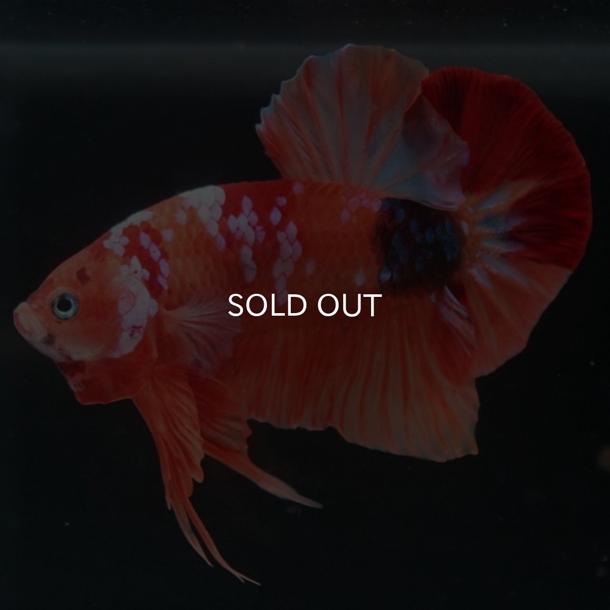 画像2: HMPK　キャンディギャラクシー (2)