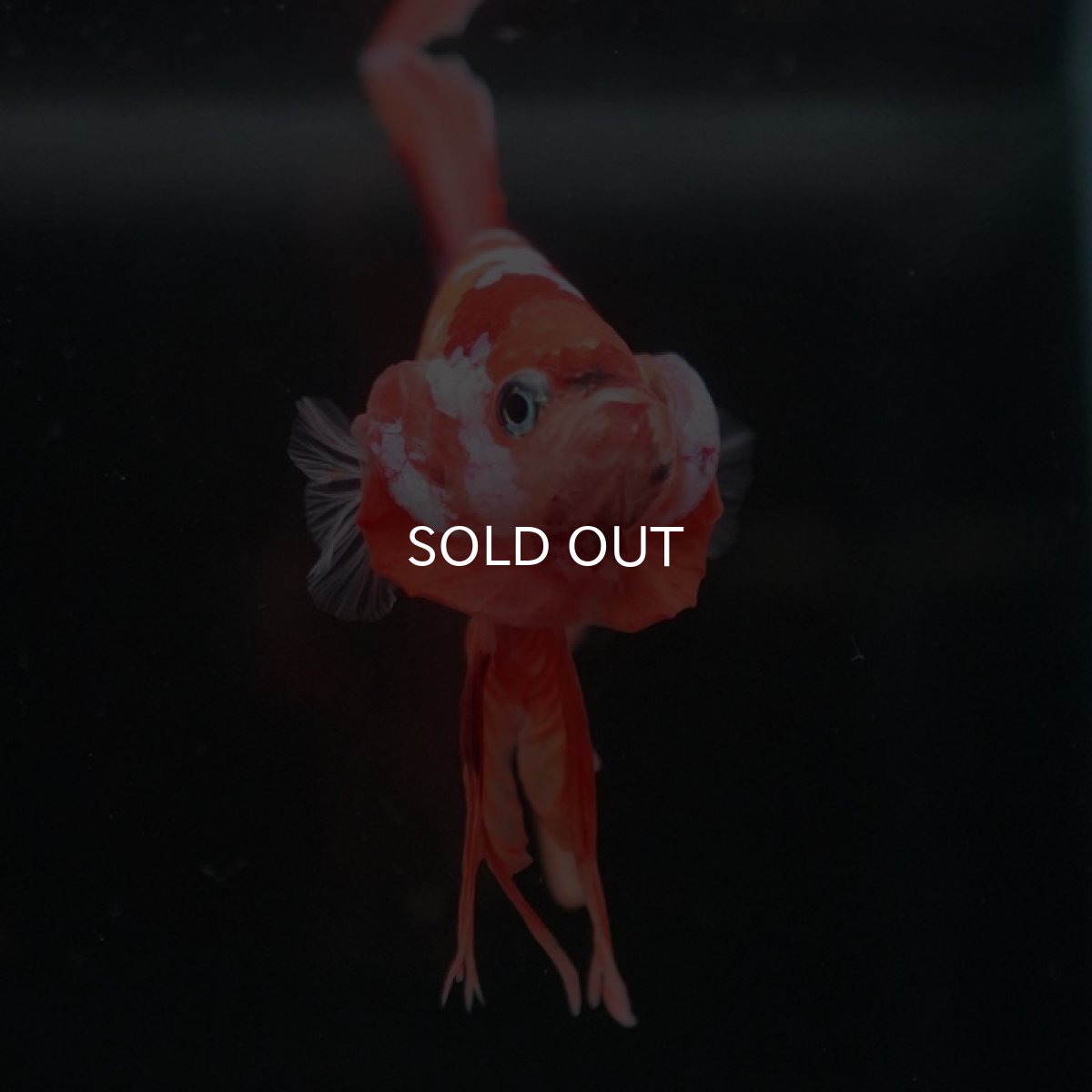 画像5: HMPK　キャンディギャラクシー (5)