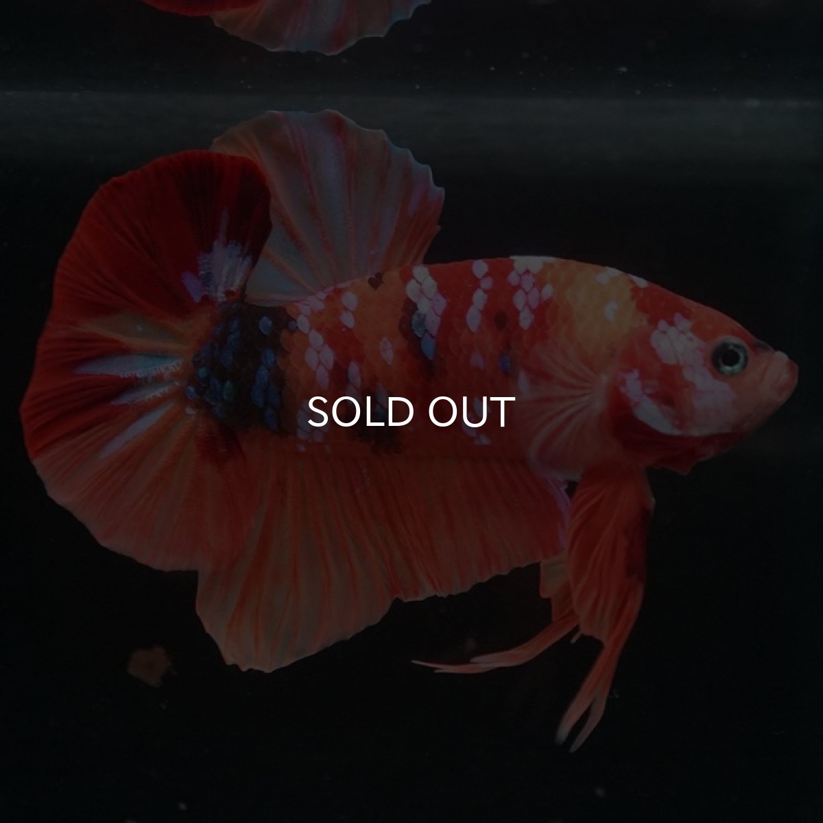 画像3: HMPK　キャンディギャラクシー (3)