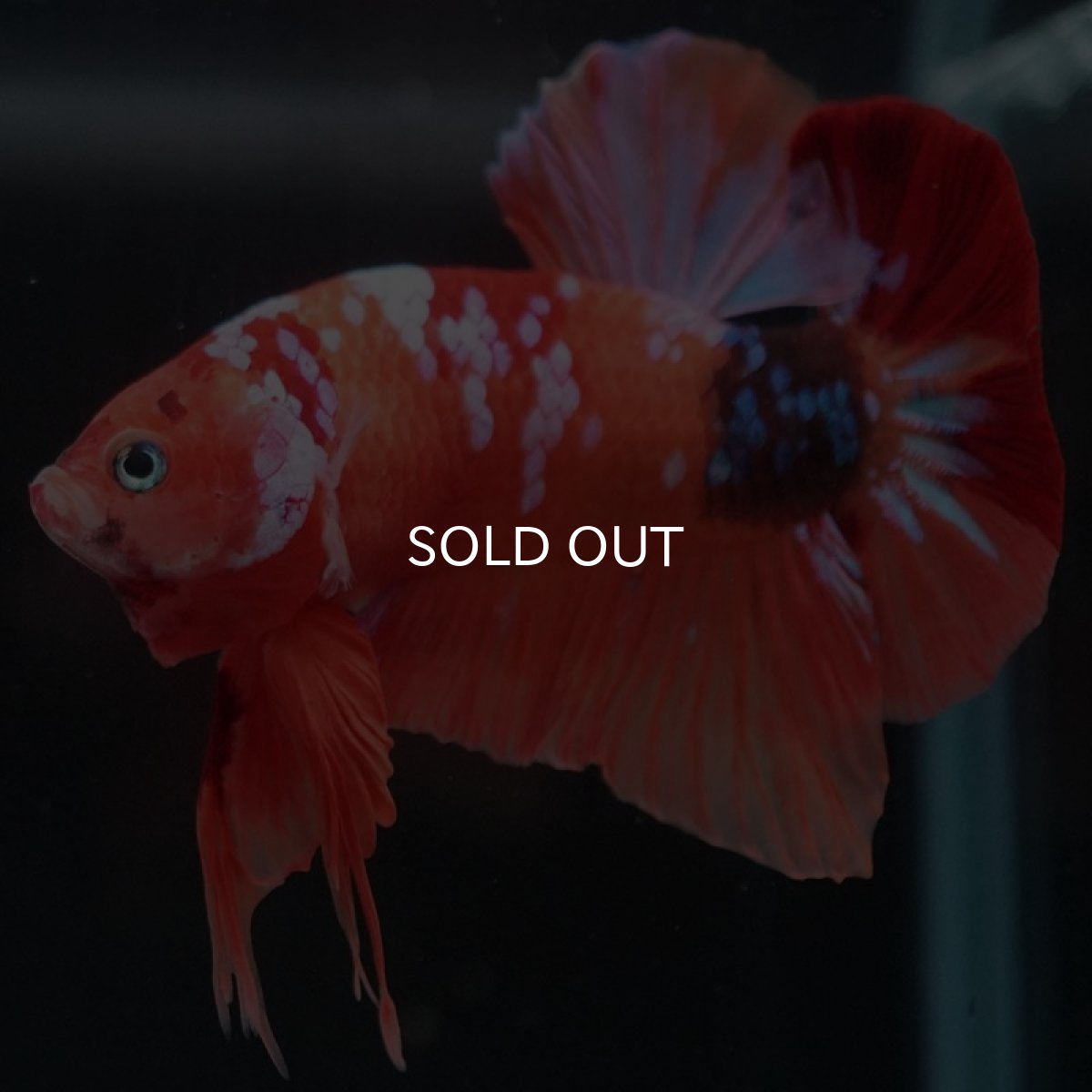 画像4: HMPK　キャンディギャラクシー (4)