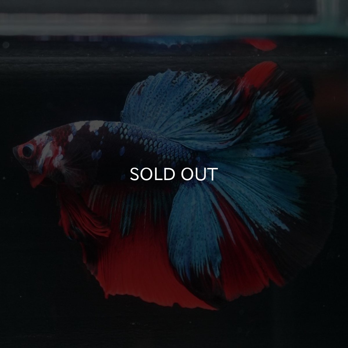 画像3: HM 鯉 変わり柄 (3)