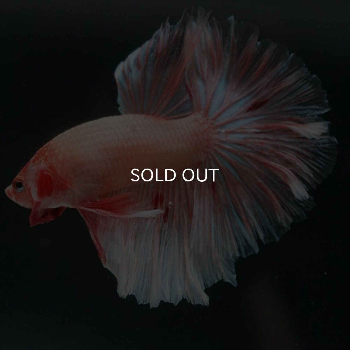 画像4: HM アルマゲドン ローズテール (4)