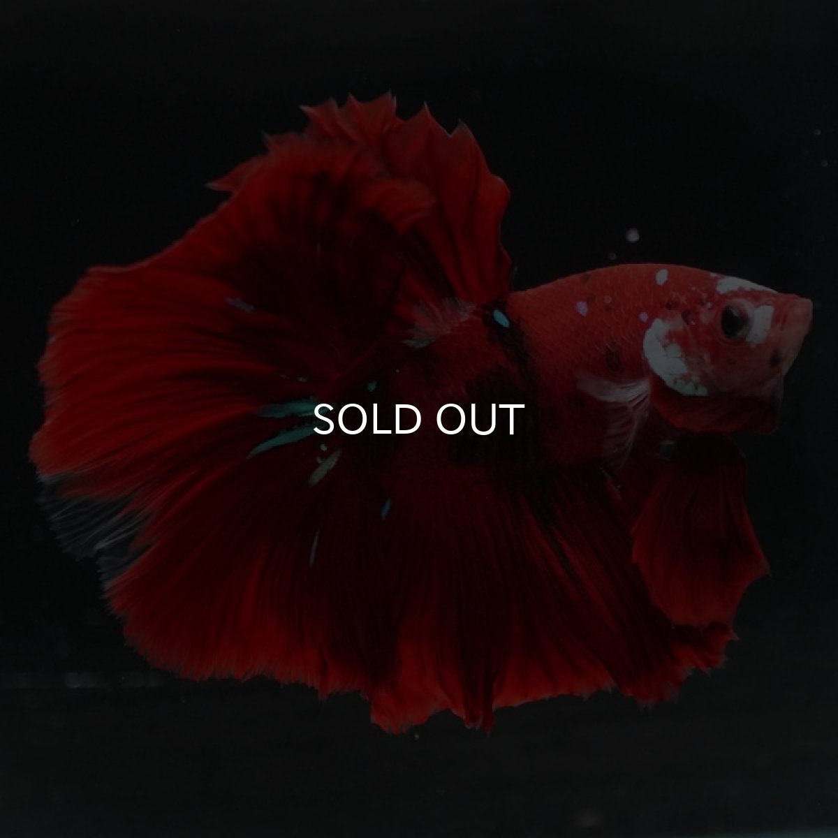 画像10: HM 鯉 (10)