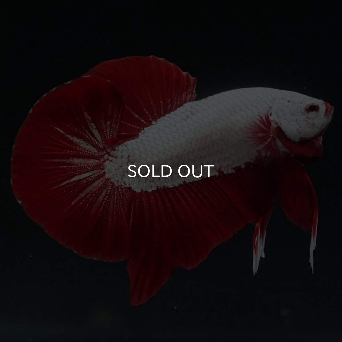 画像7: HMPK　レッドドラゴン (7)