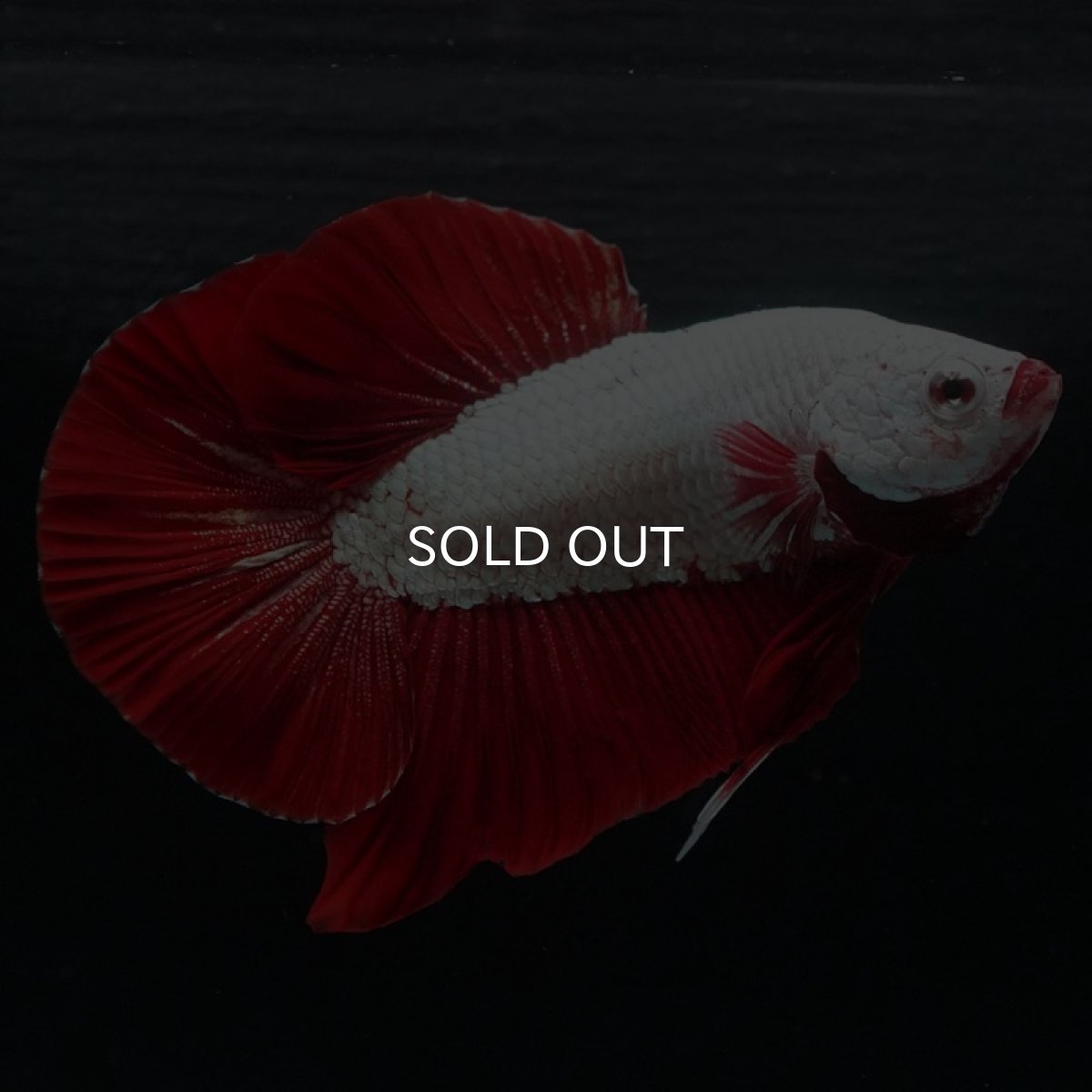 画像6: HMPK　レッドドラゴン (6)