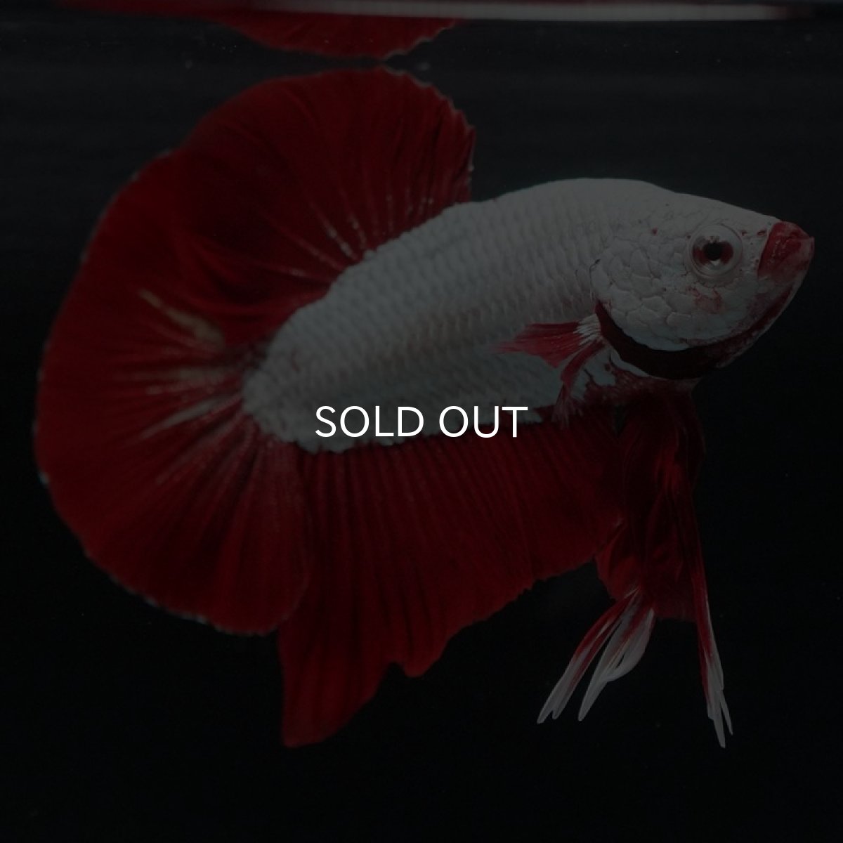 画像3: HMPK　レッドドラゴン (3)