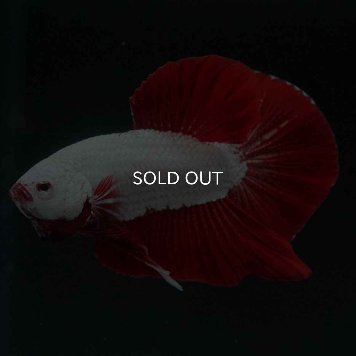 画像5: HMPK　レッドドラゴン (5)