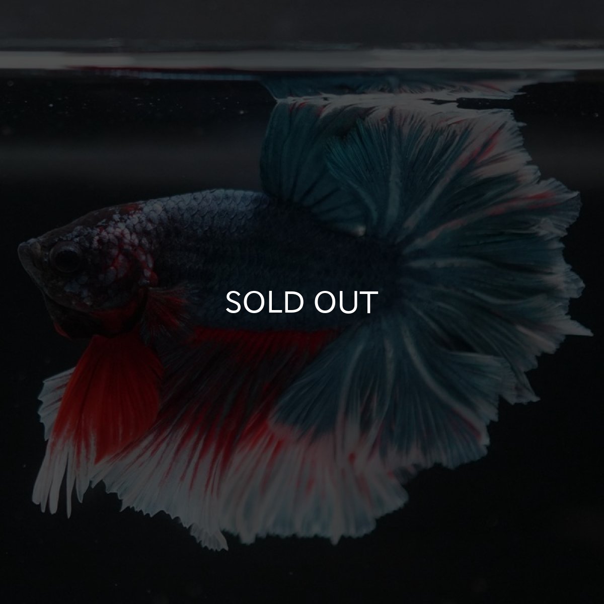 画像5: HM ファンシー フェザーテール (5)