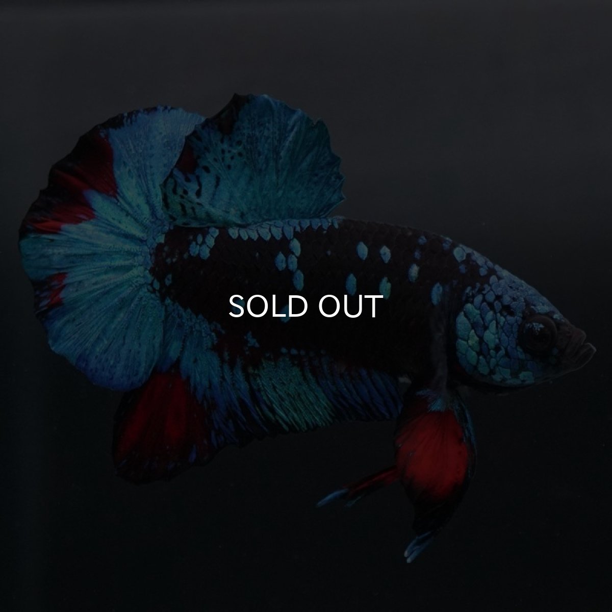 画像5: HMPK　ブラックスター (5)