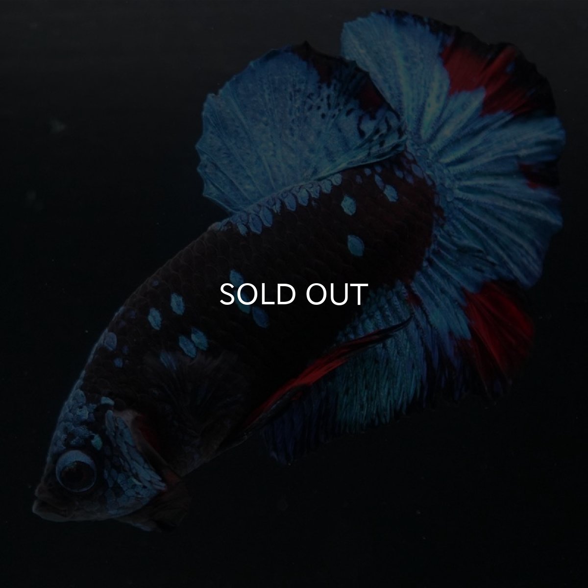 画像4: HMPK　ブラックスター (4)