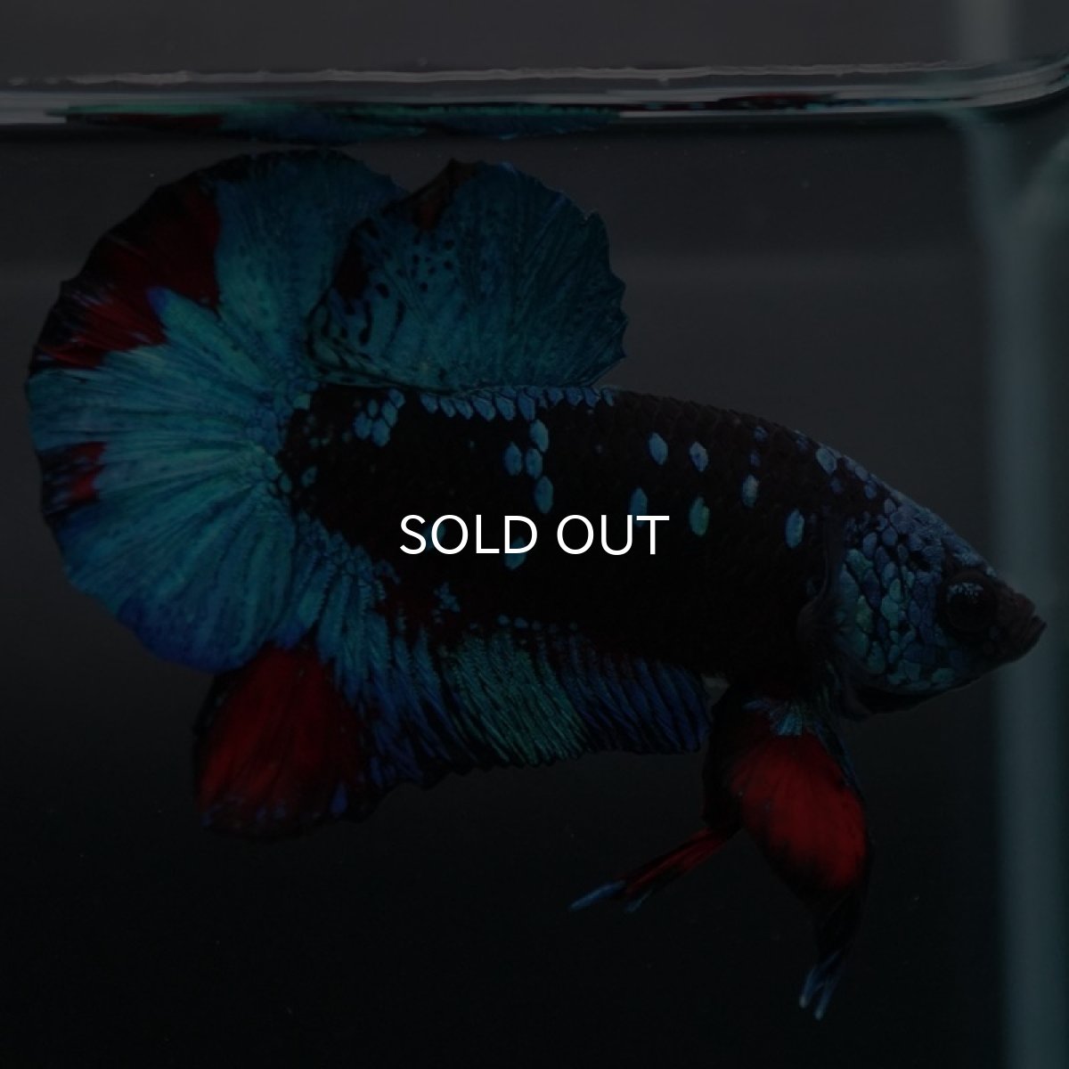 画像3: HMPK　ブラックスター (3)