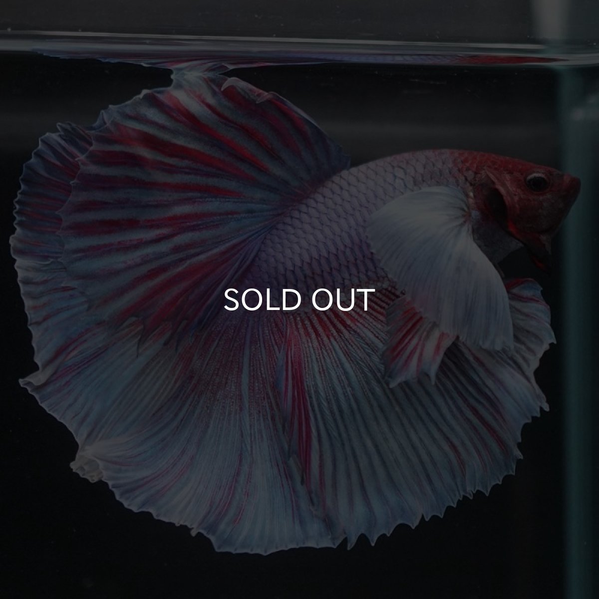 画像4: HMダンボ　ファンシー (4)