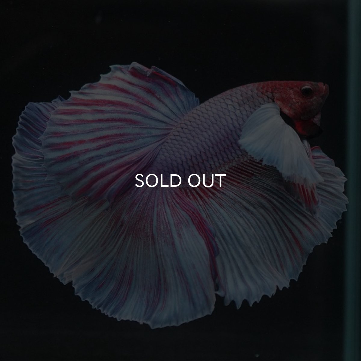 画像2: HMダンボ　ファンシー (2)