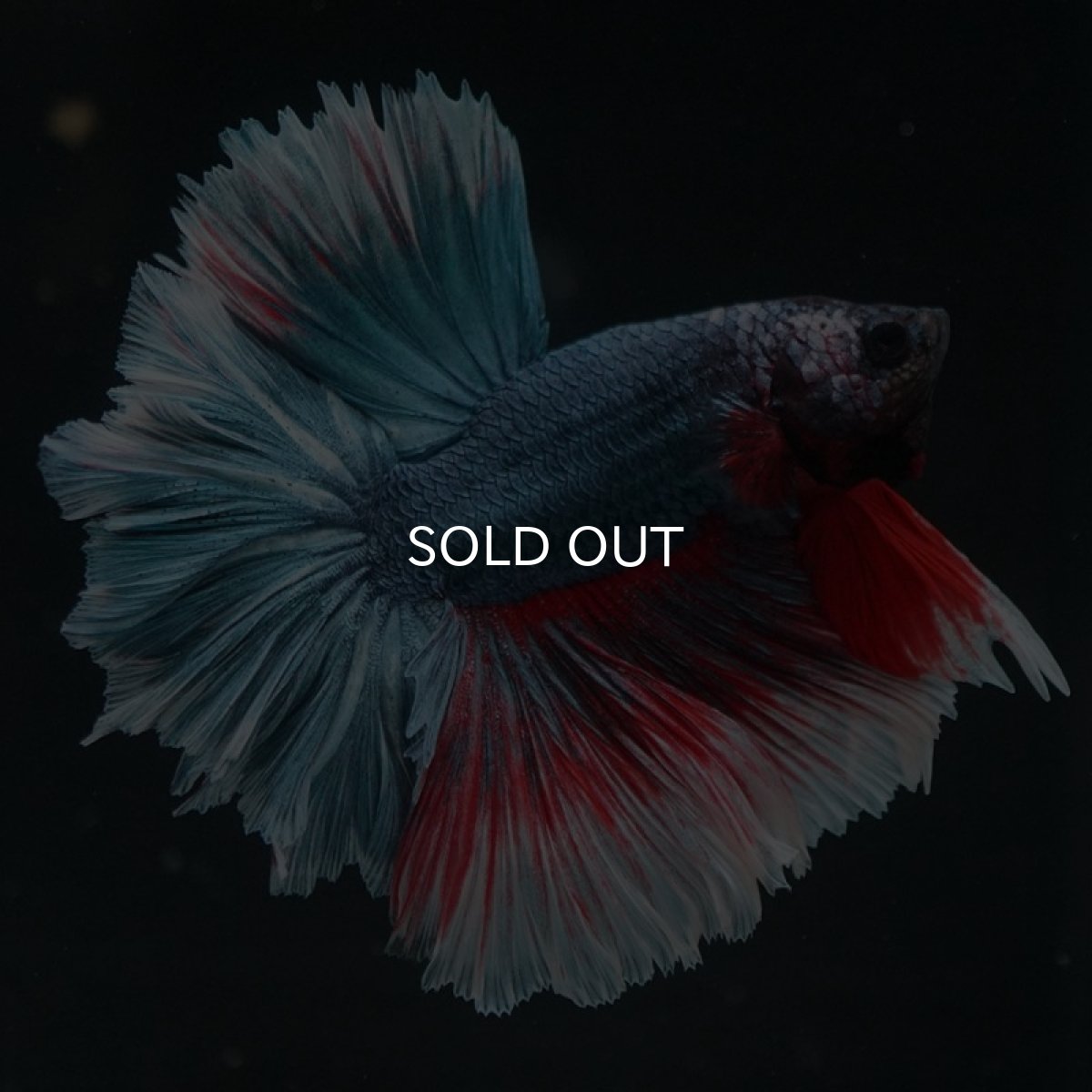 画像6: HM ファンシー フェザーテール (6)