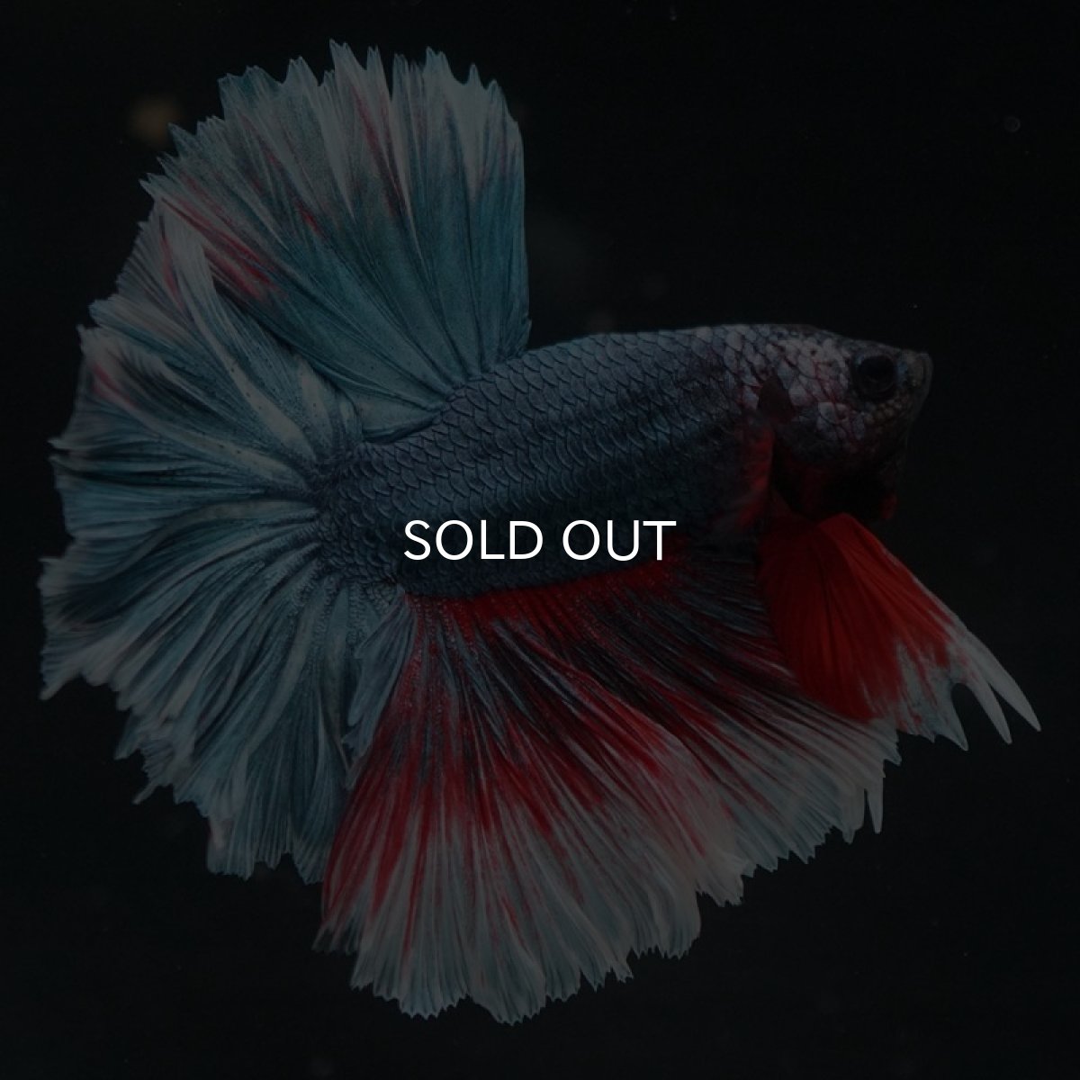 画像4: HM ファンシー フェザーテール (4)