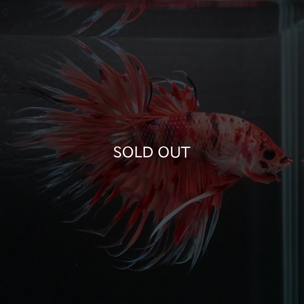 画像6: CT キャンディ (6)