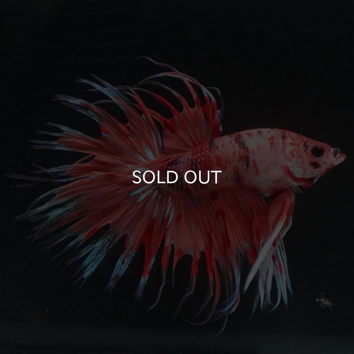 画像5: CT キャンディ (5)