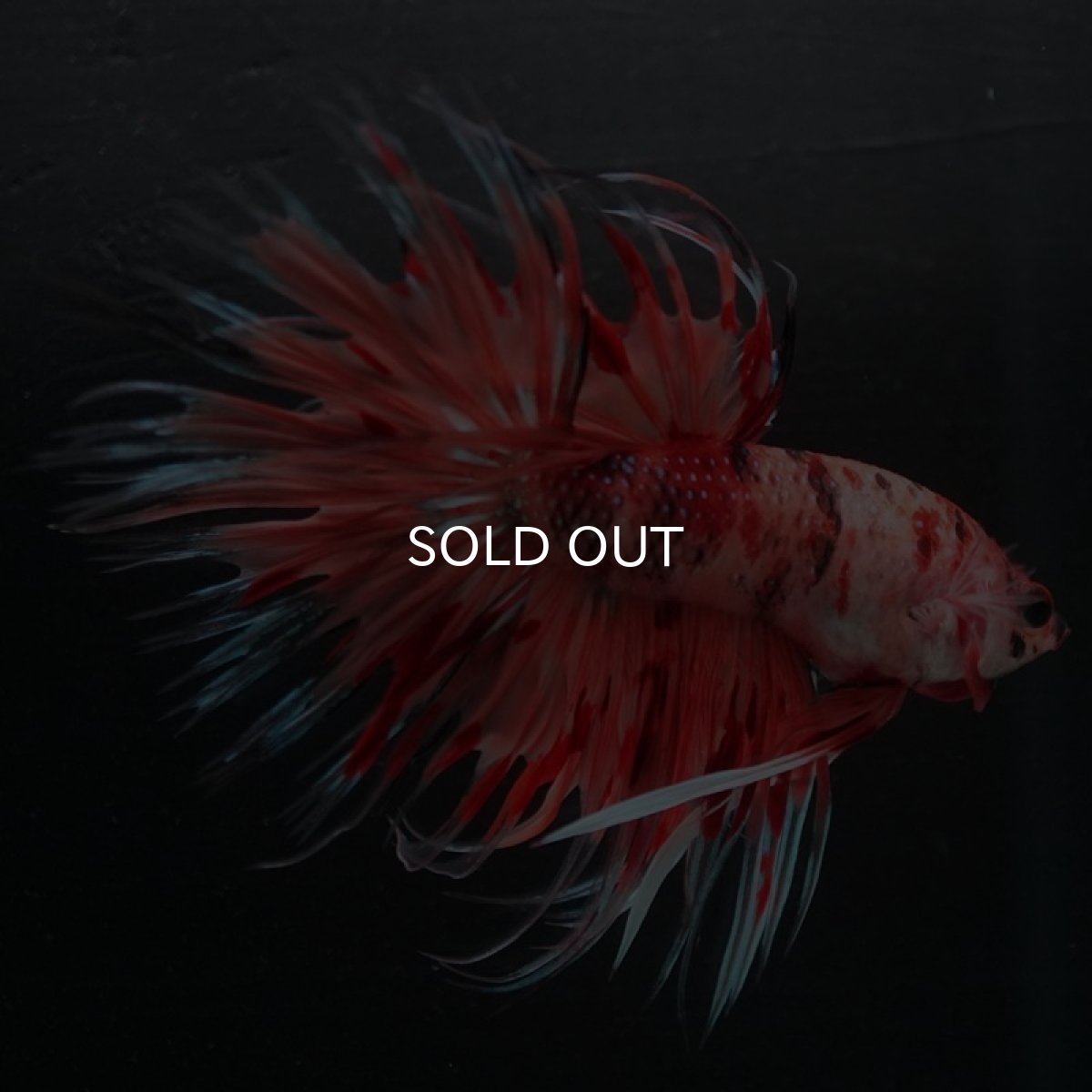 画像2: CT キャンディ (2)