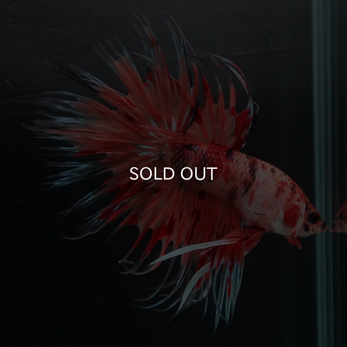 画像4: CT キャンディ (4)