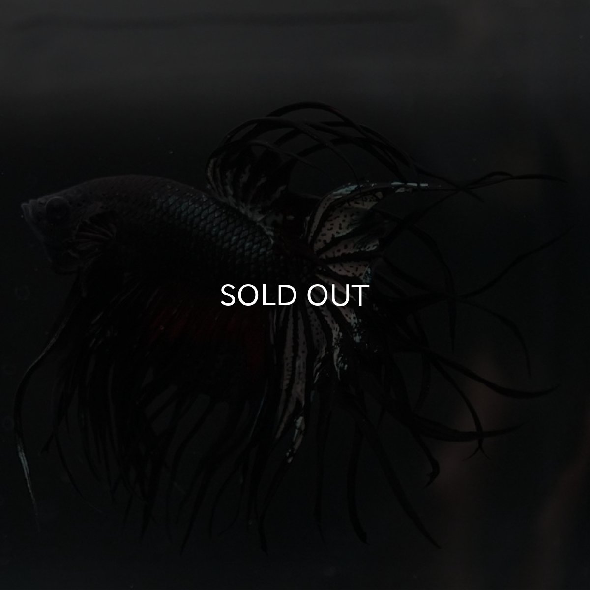 画像5: KCT ブラックカッパー (5)