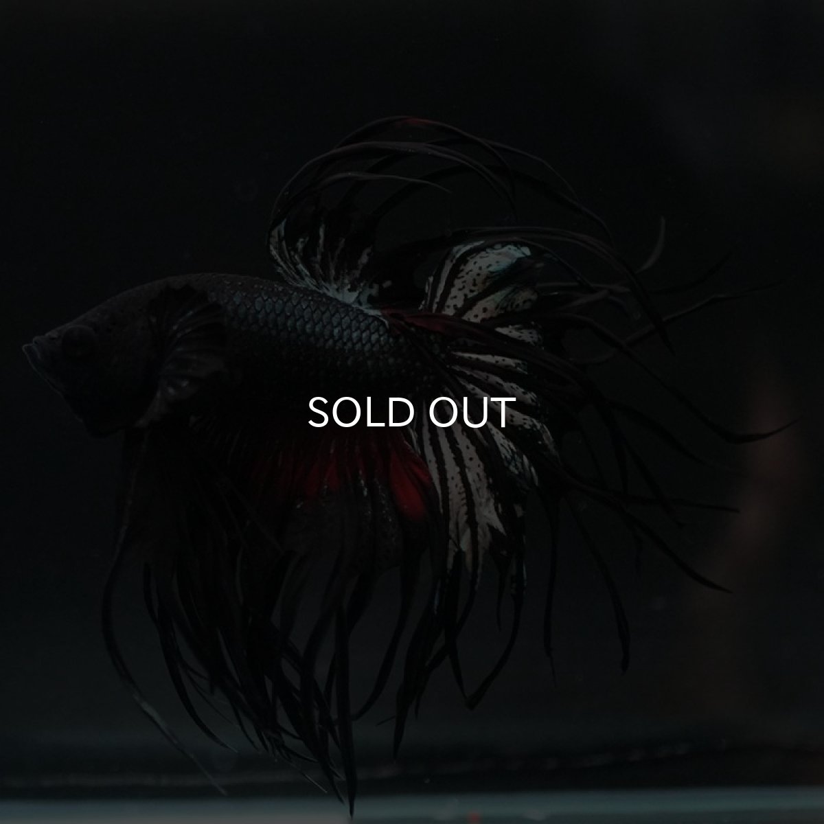 画像3: KCT ブラックカッパー (3)