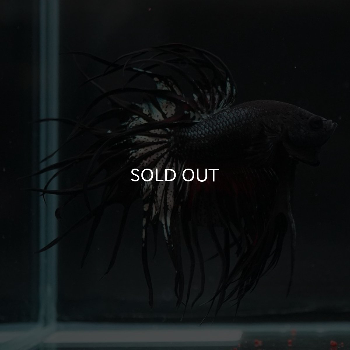 画像2: KCT ブラックカッパー (2)