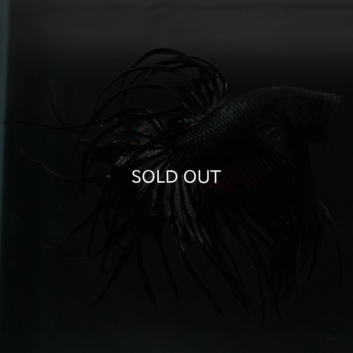 画像4: KCT ブラックカッパー (4)