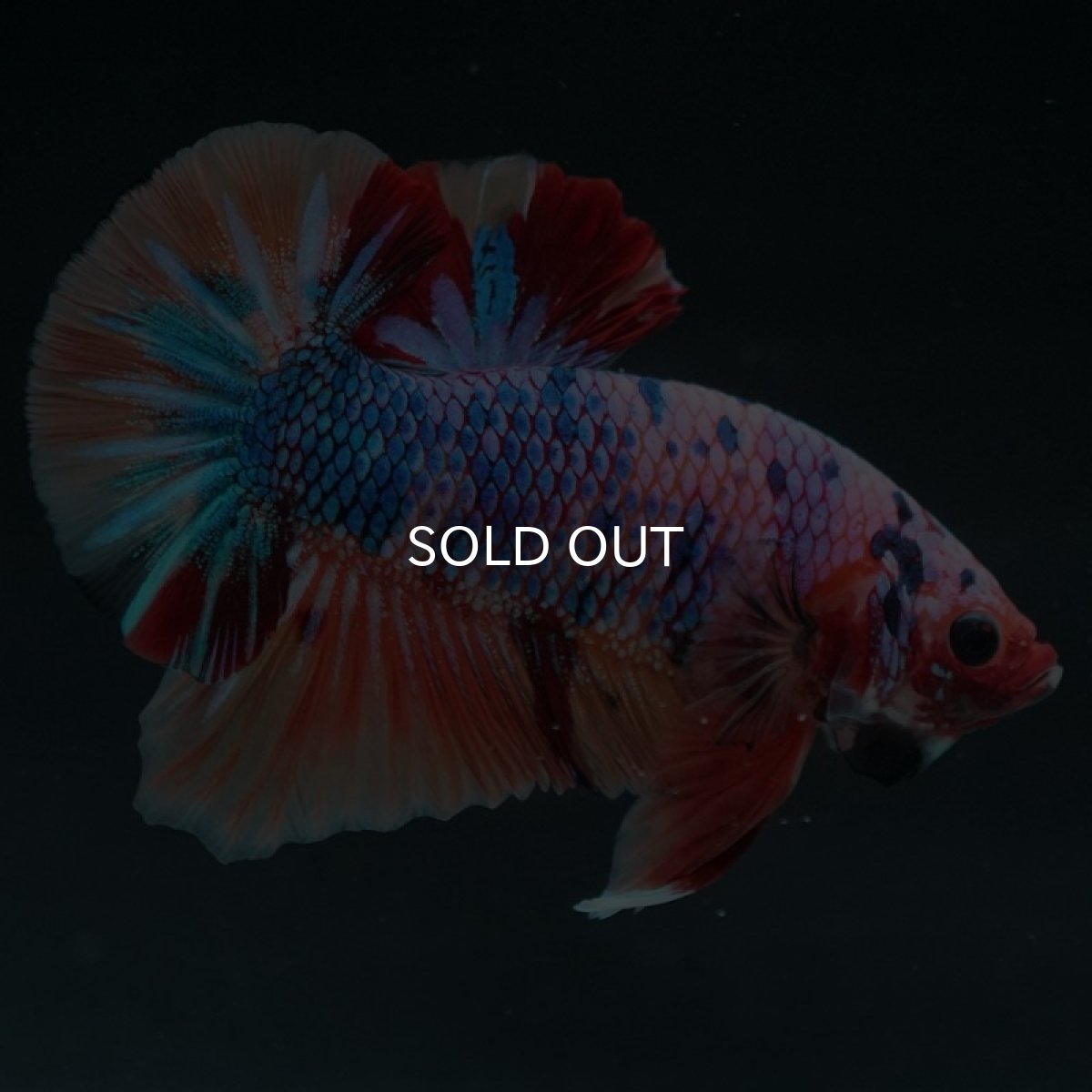 画像4: HMPK キャンディレインボー (4)