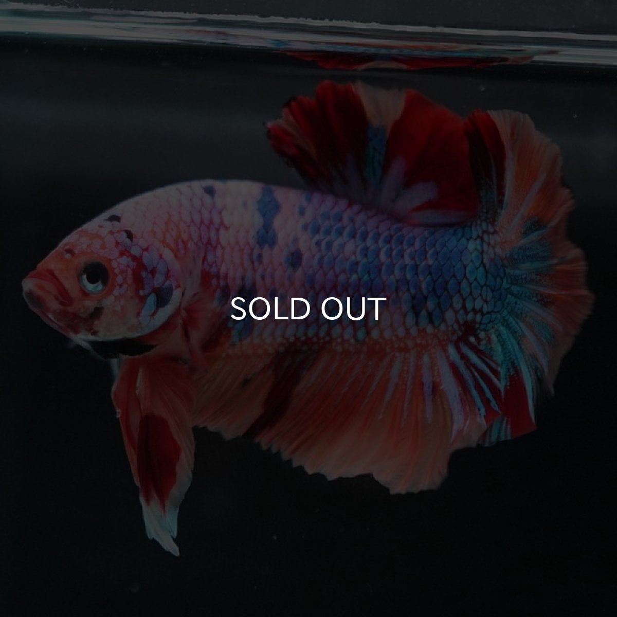 画像5: HMPK キャンディレインボー (5)