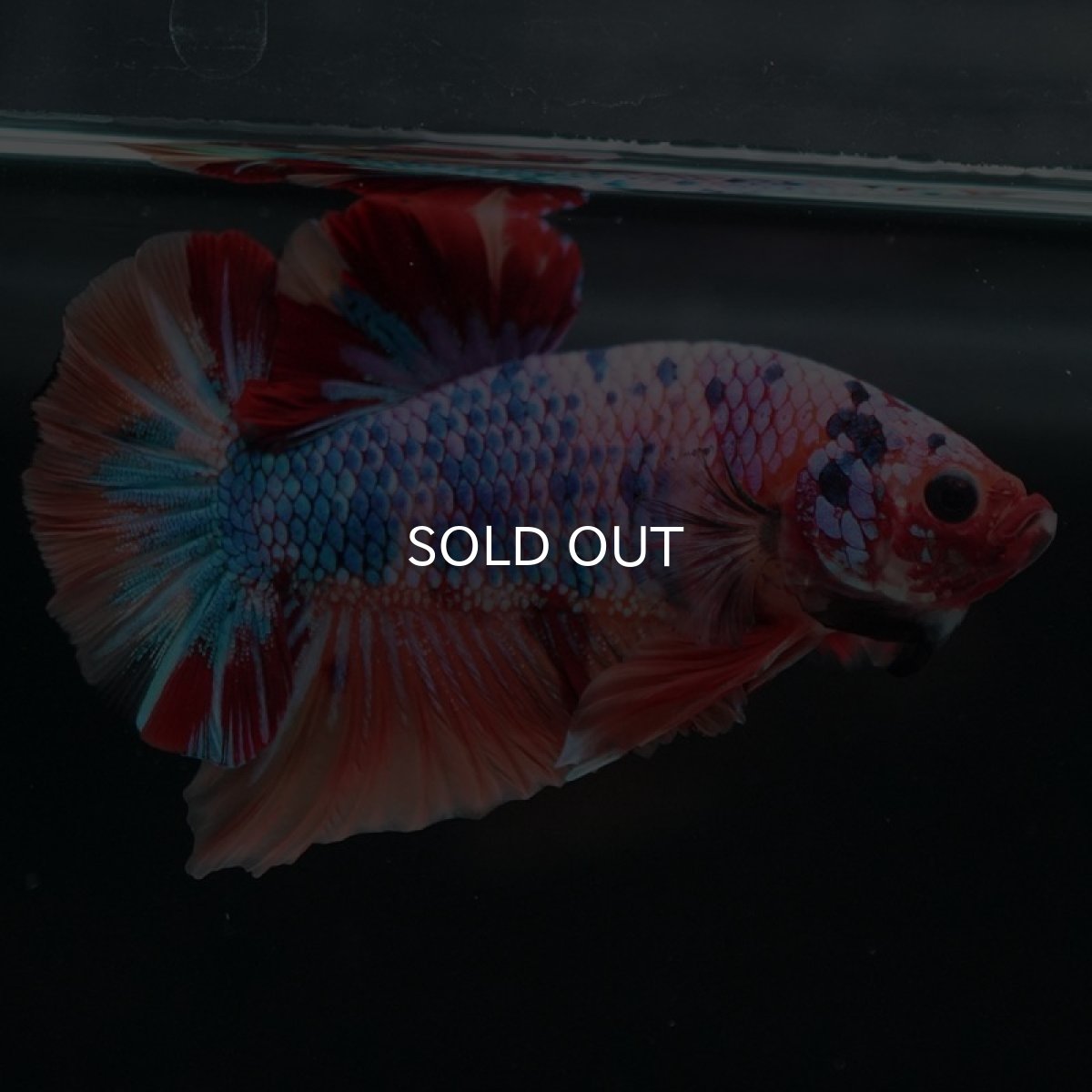 画像7: HMPK キャンディレインボー (7)