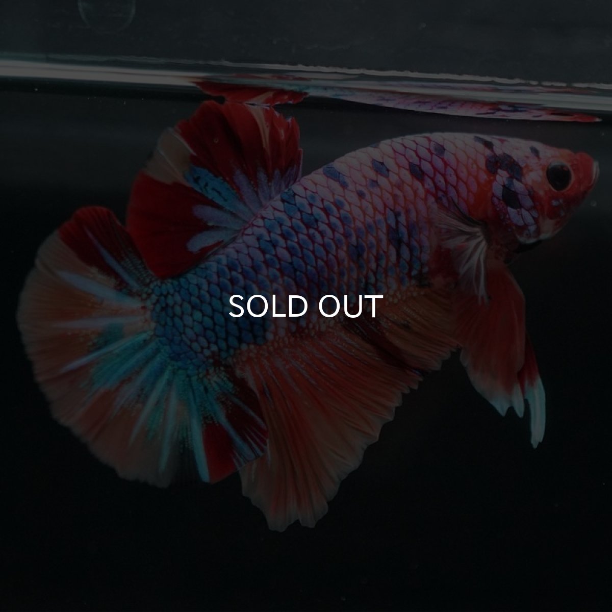 画像6: HMPK キャンディレインボー (6)