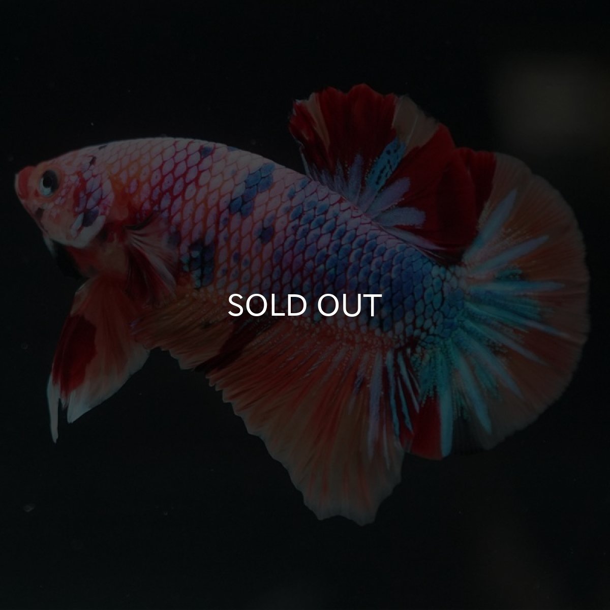 画像3: HMPK キャンディレインボー (3)