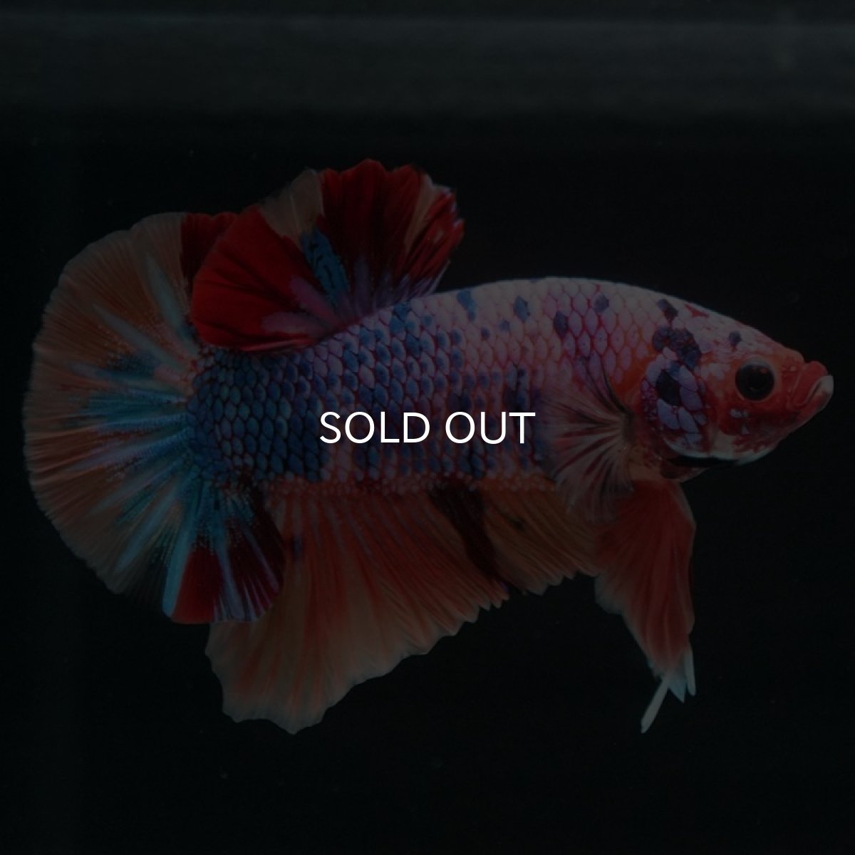 画像2: HMPK キャンディレインボー (2)