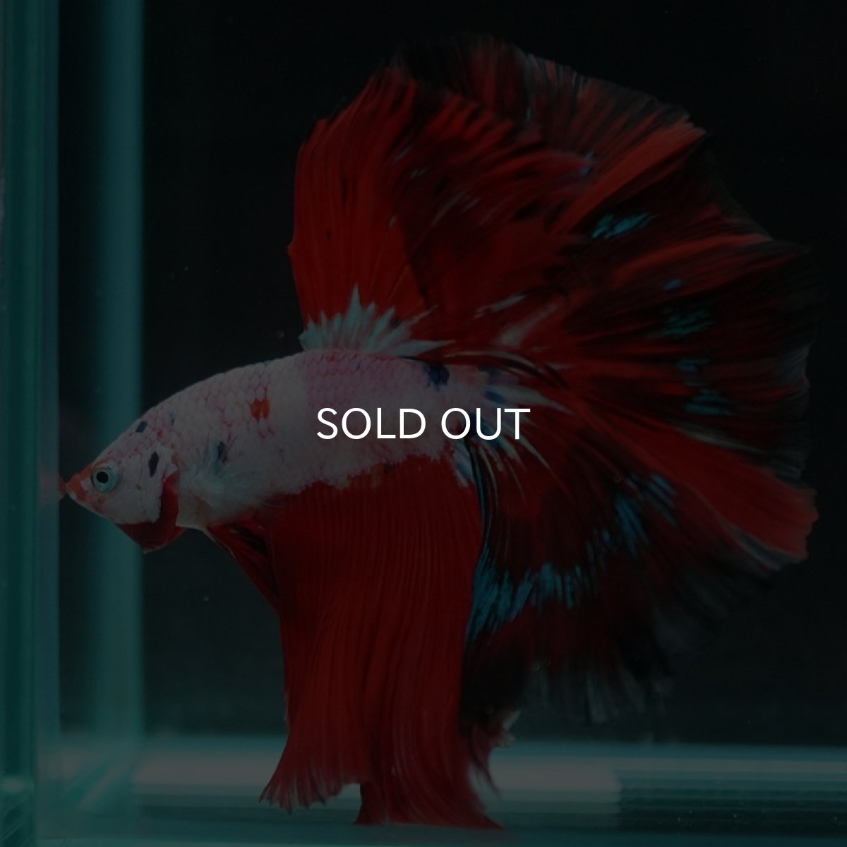 画像9: HM　ホワイトファンシー (9)