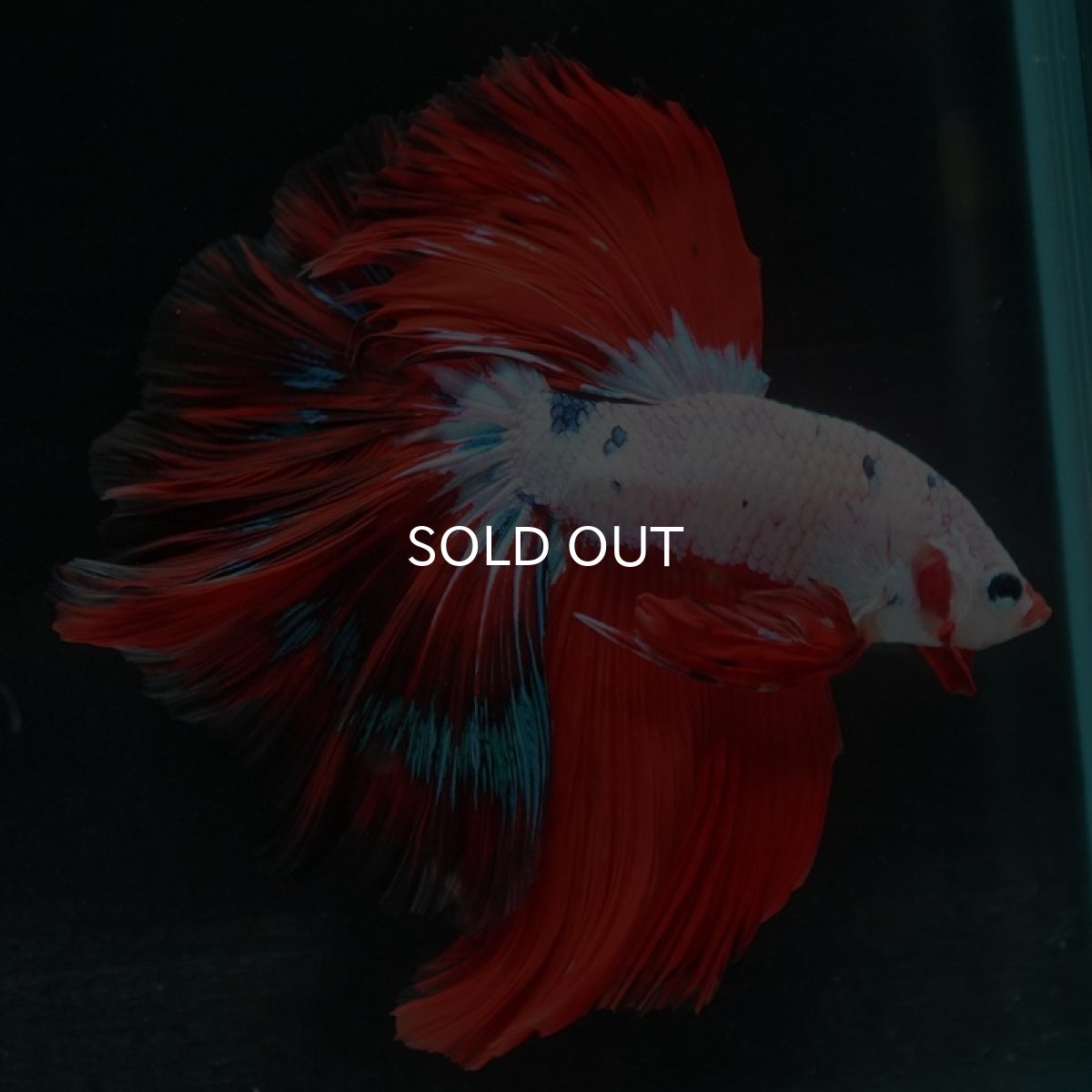 画像8: HM　ホワイトファンシー (8)