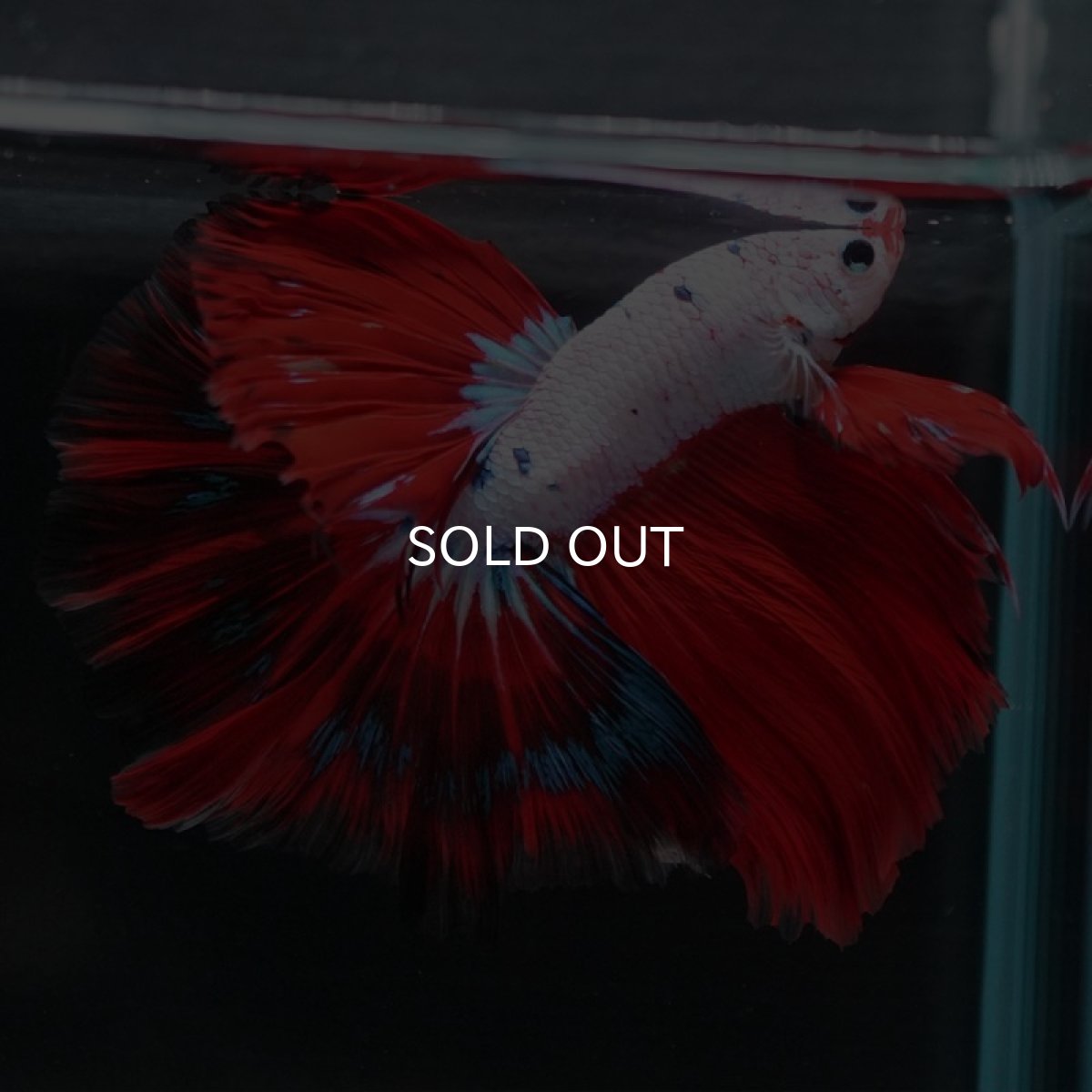 画像7: HM　ホワイトファンシー (7)