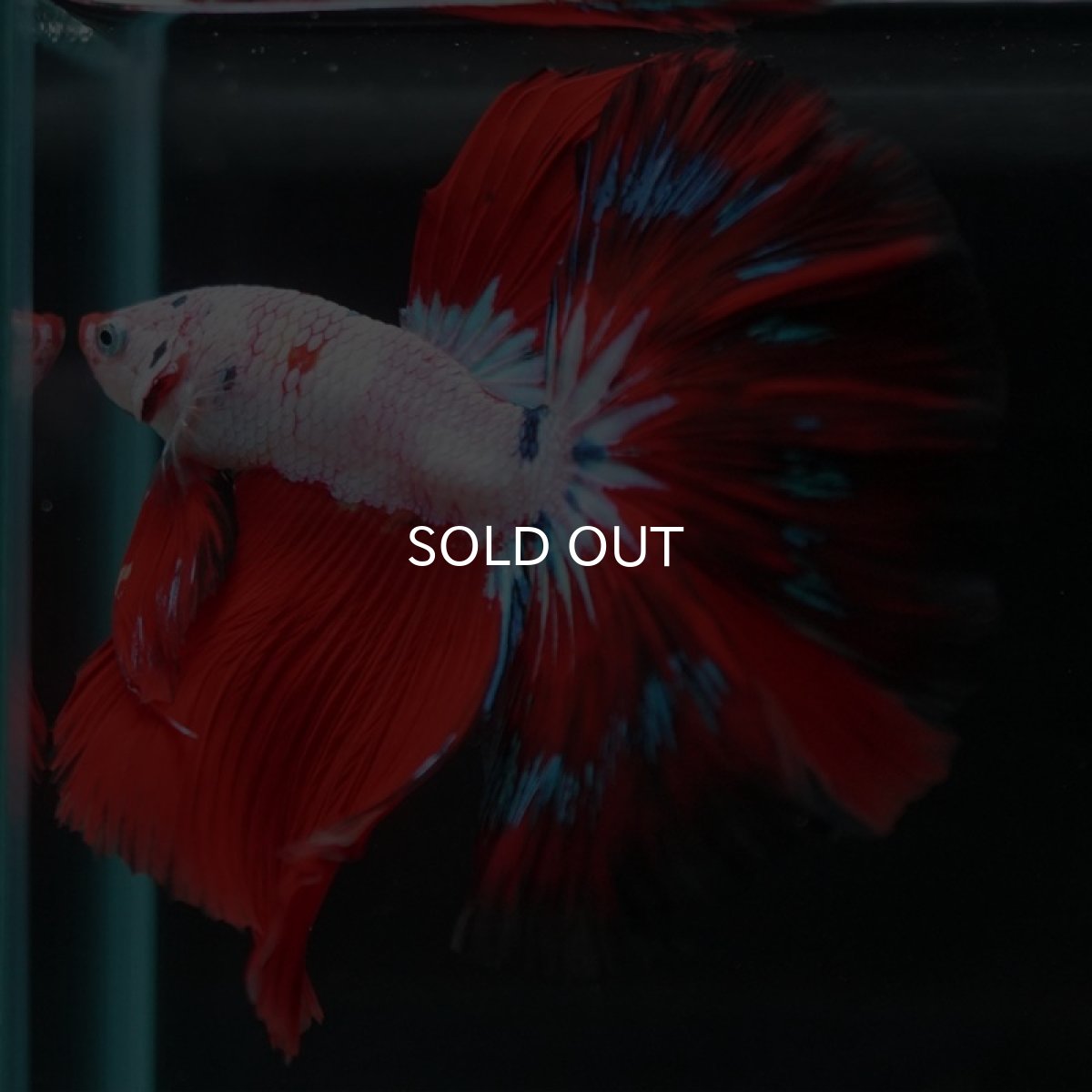 画像6: HM　ホワイトファンシー (6)