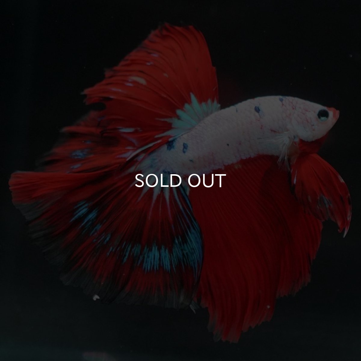 画像5: HM　ホワイトファンシー (5)