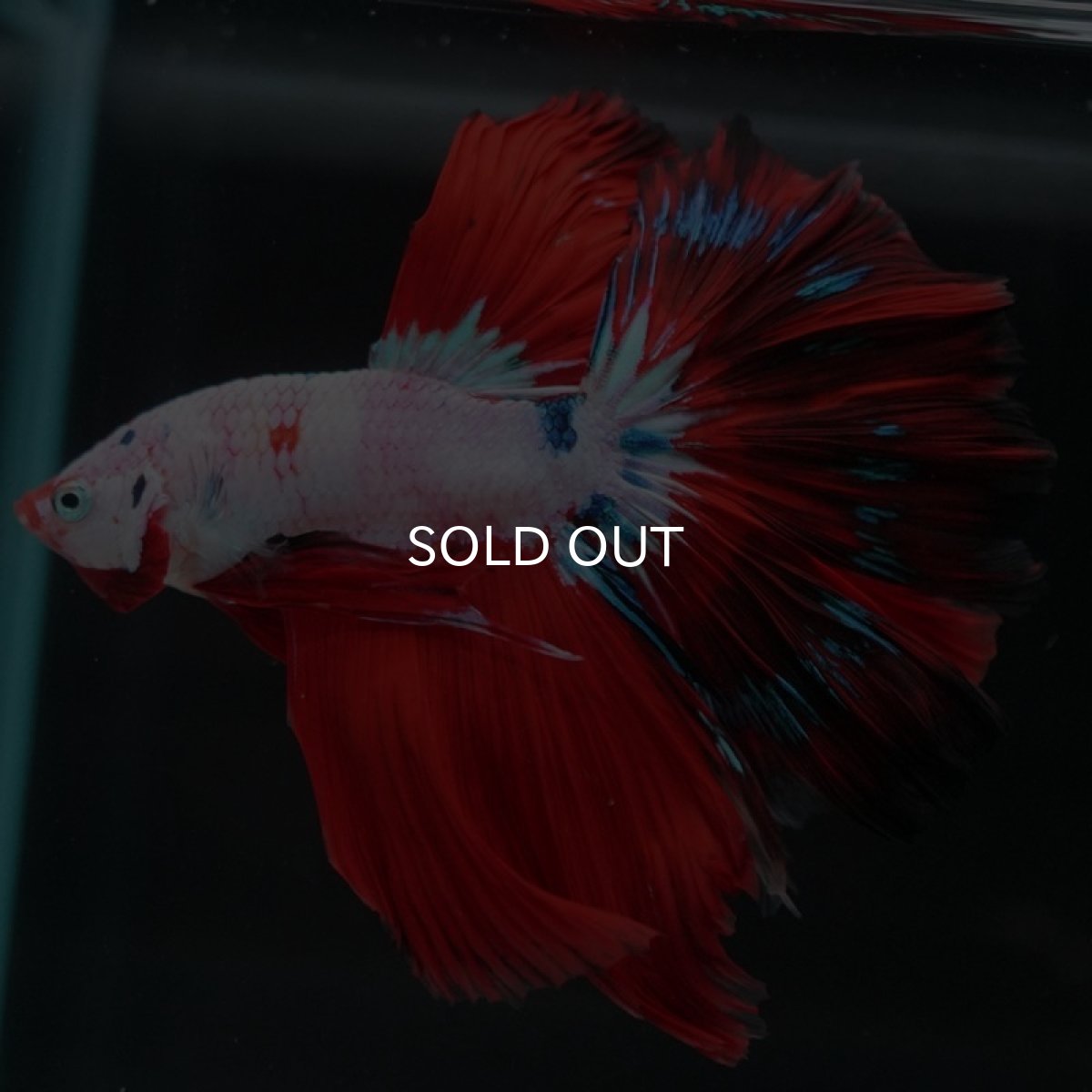 画像4: HM　ホワイトファンシー (4)