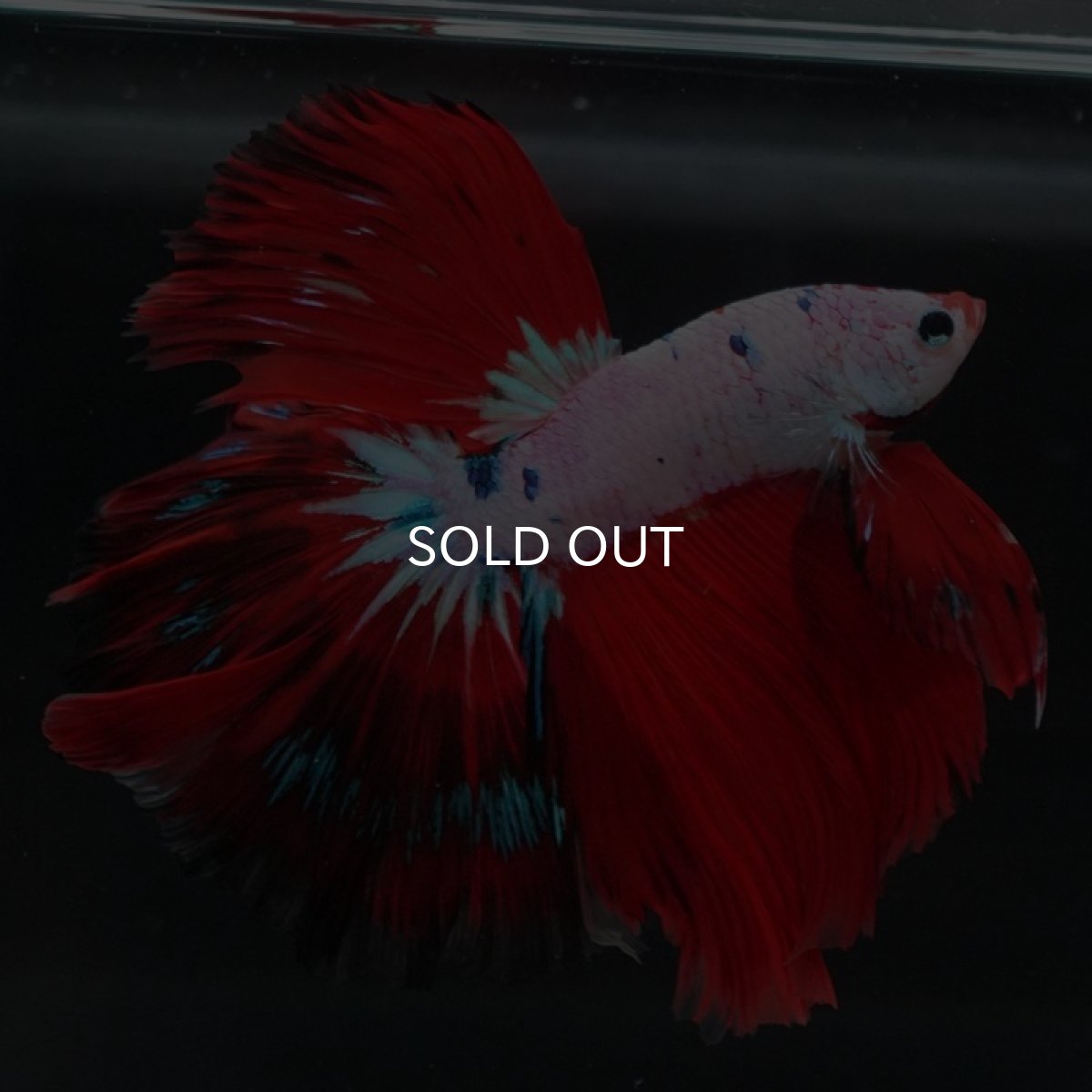 画像3: HM　ホワイトファンシー (3)