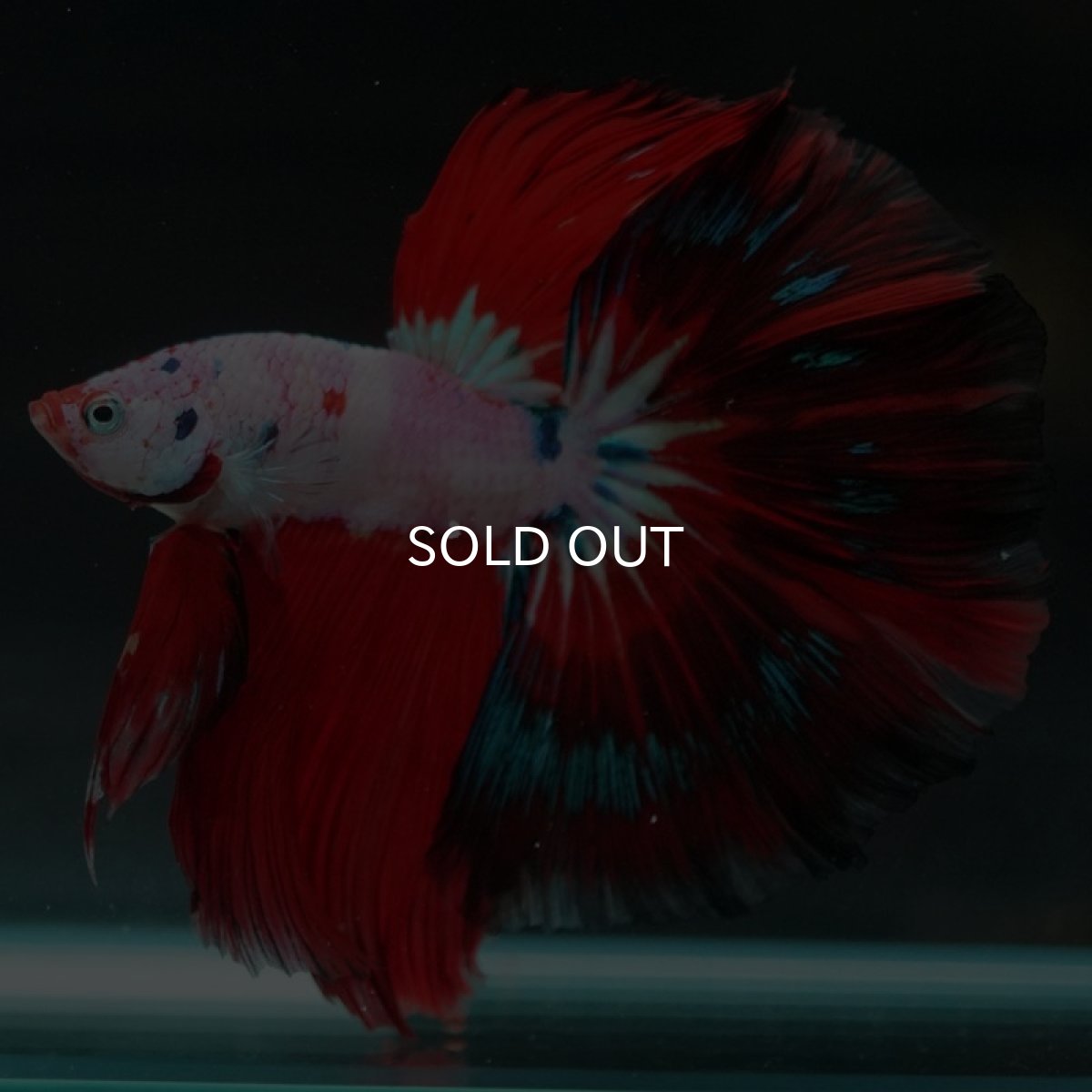 画像2: HM　ホワイトファンシー (2)