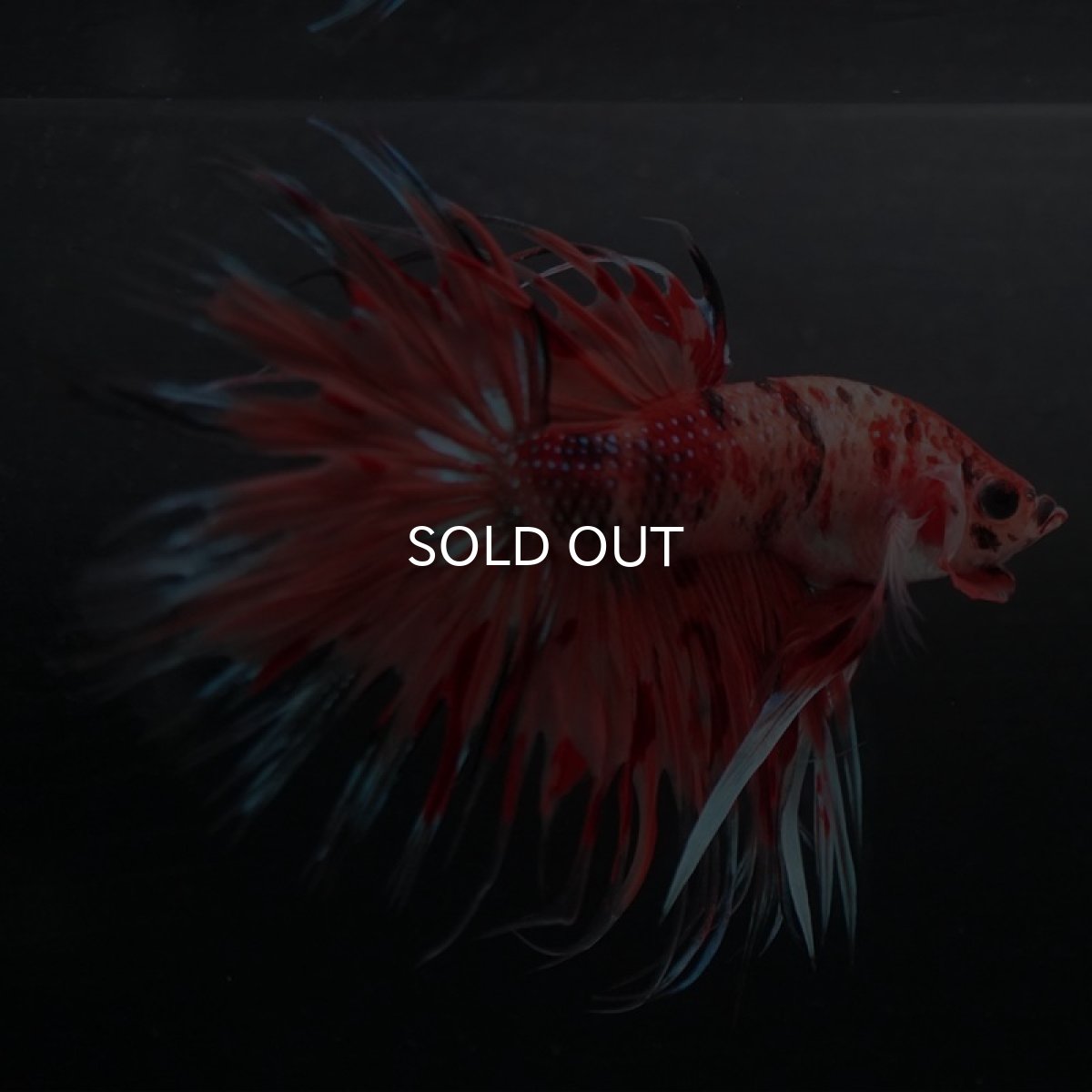 画像3: CT キャンディ (3)