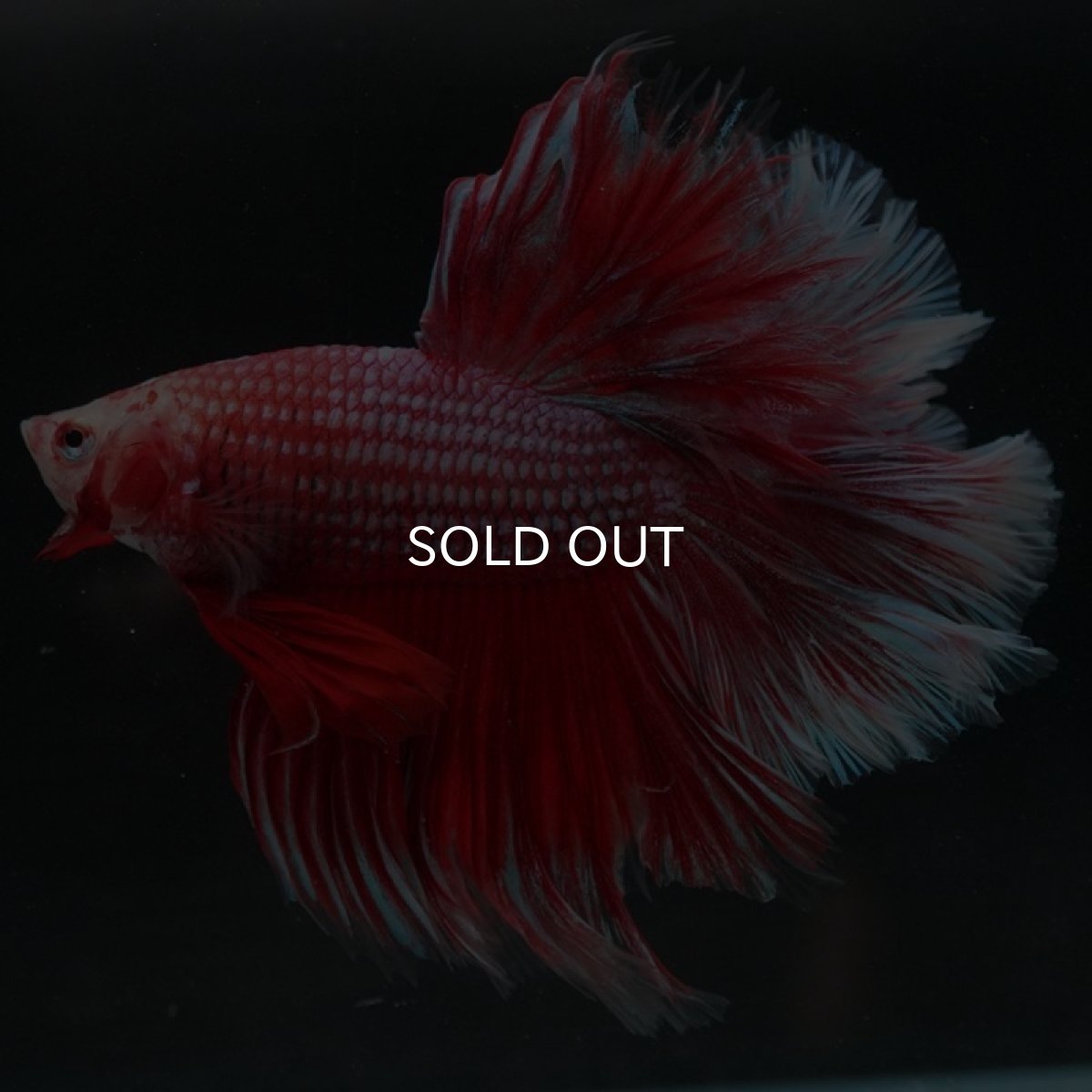 画像7: HM　ファンシーレッド　ローズテール (7)