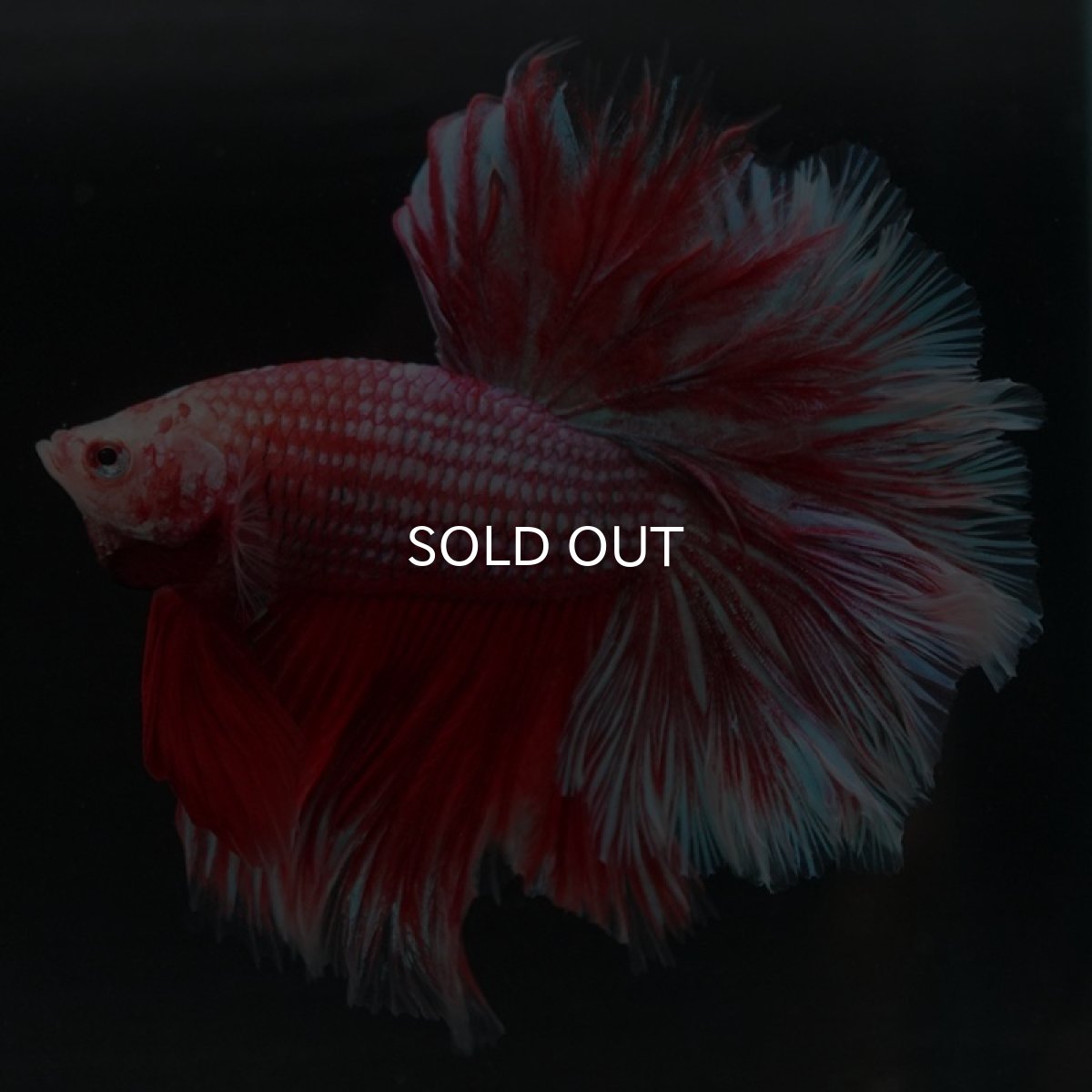 画像3: HM　ファンシーレッド　ローズテール (3)