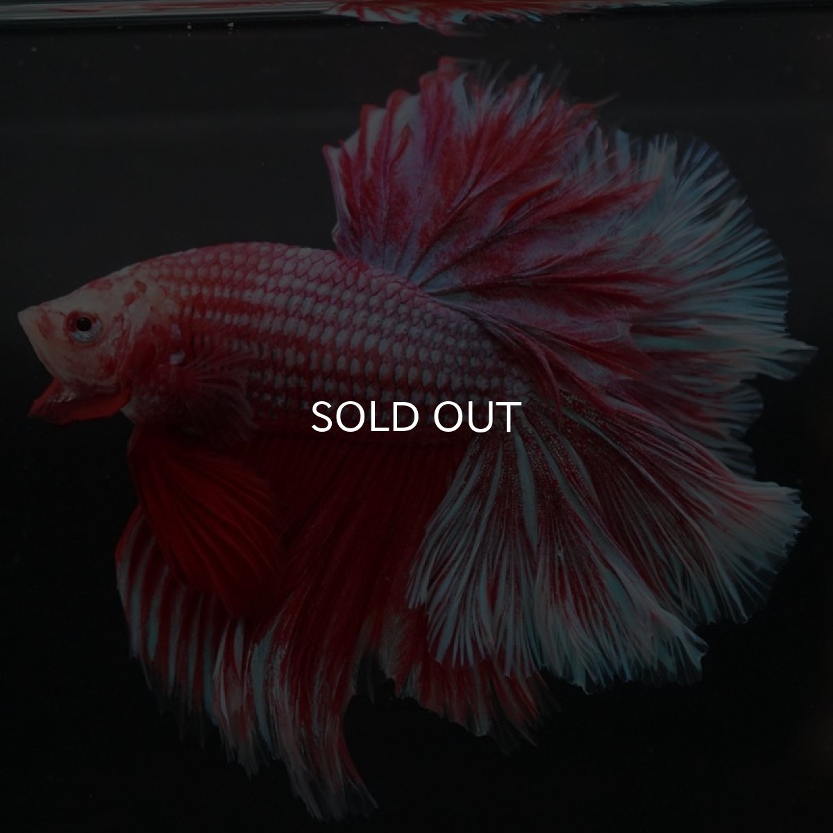 画像5: HM　ファンシーレッド　ローズテール (5)