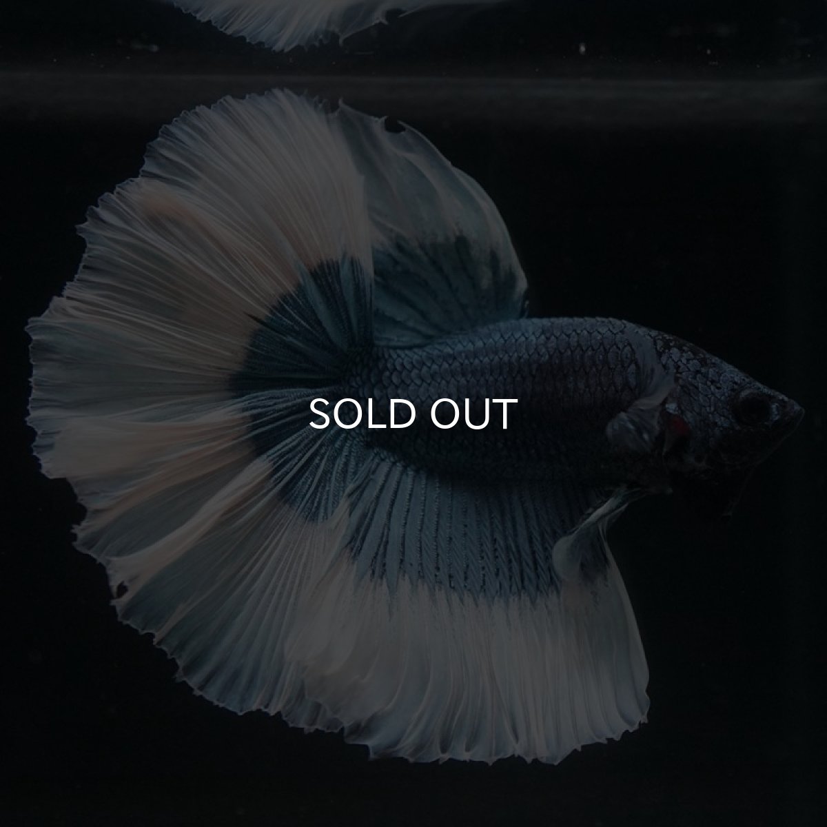 画像9: HM　スチールブルーバタフライ (9)