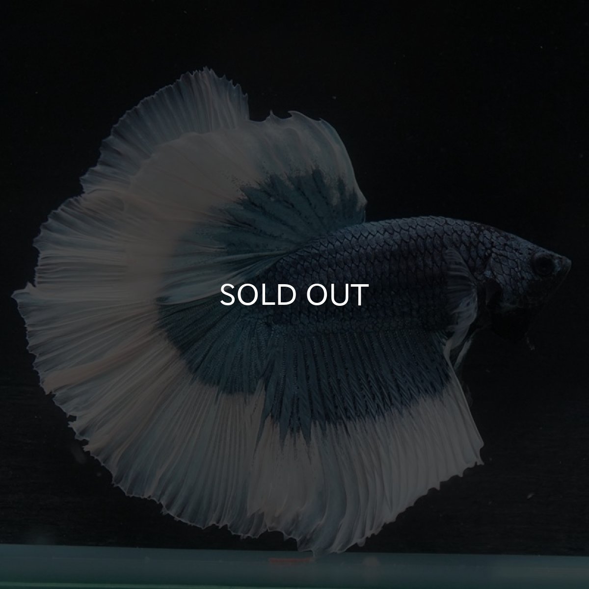 画像8: HM　スチールブルーバタフライ (8)