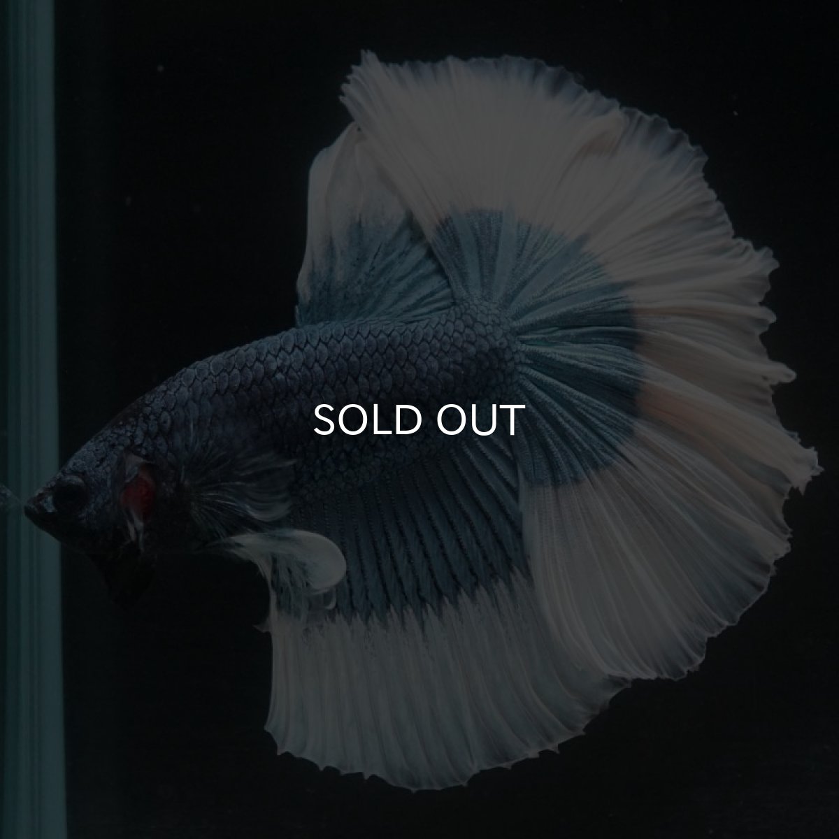 画像3: HM　スチールブルーバタフライ (3)