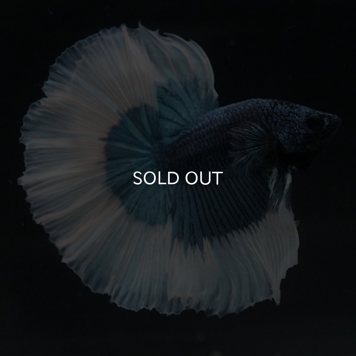 画像6: HM　スチールブルーバタフライ (6)