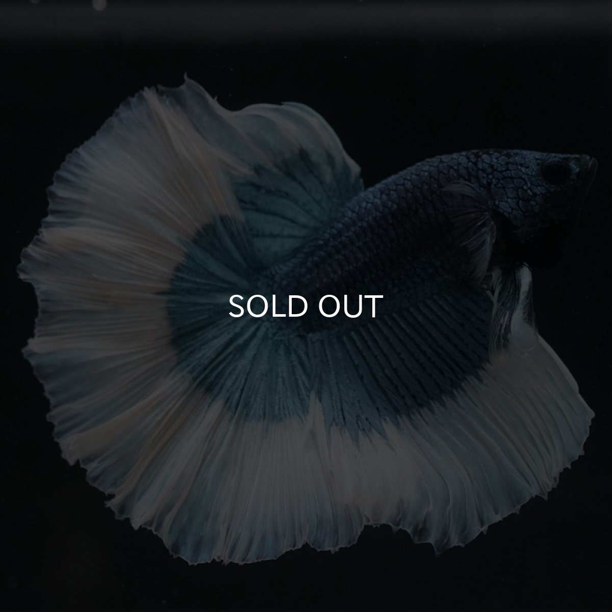 画像2: HM　スチールブルーバタフライ (2)